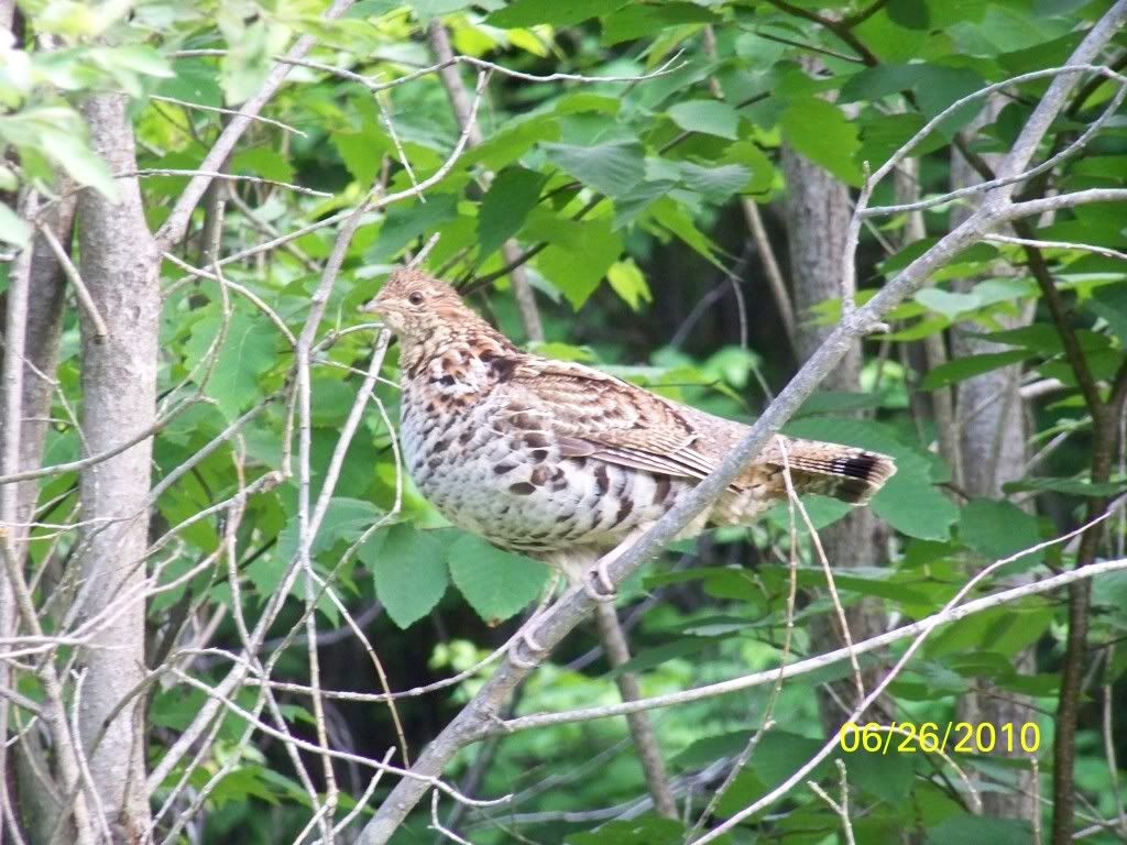 Jackman, Maine Spring bear hunt 2010.....